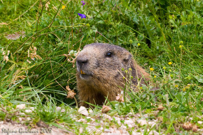 Marmotta