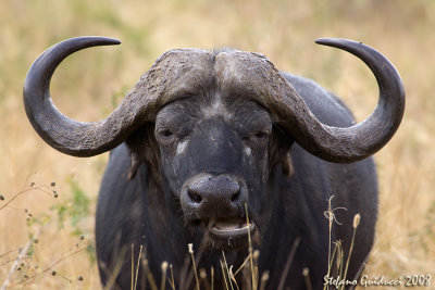 Bufalo cafro (Buffalo)