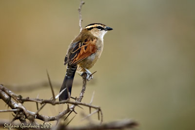 Chagra  capinera  (Blach-crowned tchagra)