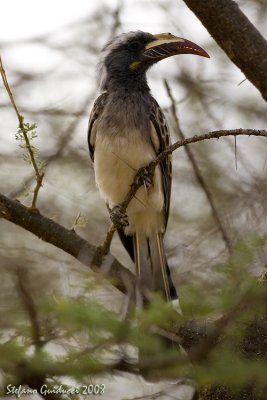 Bucero Grigio femmina (Grey Hornbill)