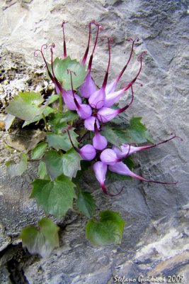 Raponzolo delle rocce (Physoplexis comosa)