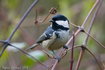 Cincia Mora  ( Parus  ater )