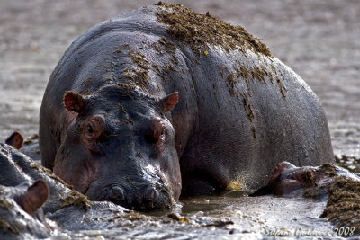 Ippopotamo ( Hippopotamus)