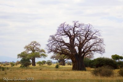 Baobab