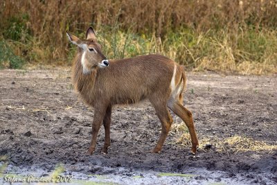 Antilope d'acqua  ( Waterbuck