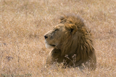 Leone  ( Panthera leon )