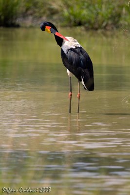 Becco a sella africano  (Saddle-billed Stork )	Ephippiorhynchus senegalensis