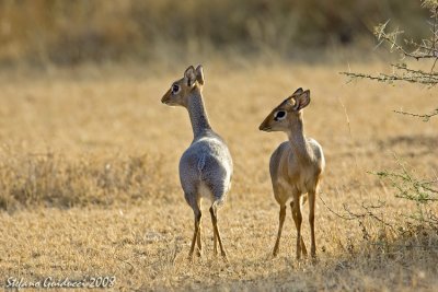 Dik-dik (Damara dik-dik )