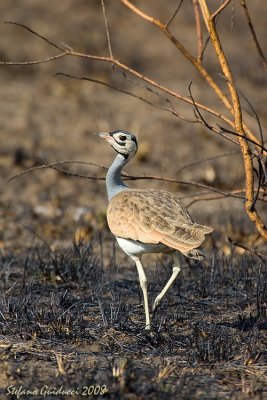 Otarda pancia bianca ( White-bellied bustard )