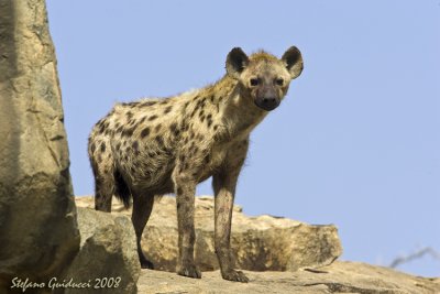 Iena ( Spotted Hyaena )