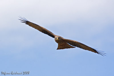 Nibbio bruno africano ( Black kite)