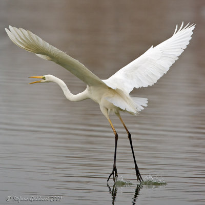 Airone bianco maggiore  (Egretta alba)