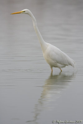 Airone bianco maggiore  (Egretta alba)