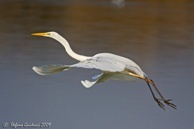 Airone bianco maggiore  (Egretta alba)