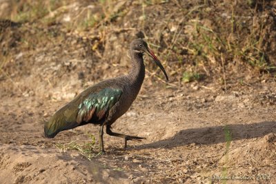 Ibis hadada   (Hadada ibis)