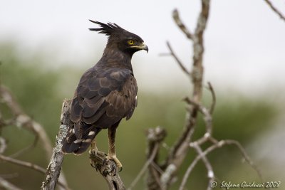 Aquila crestalunga (Spizeto)