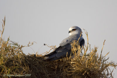 Nibbio bianco ( Black-shouldered kite)