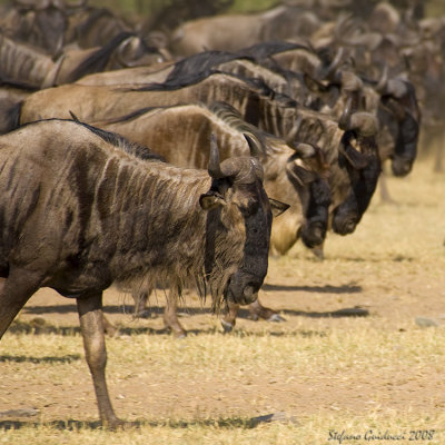 Gnu ( Blue Wildebeest )