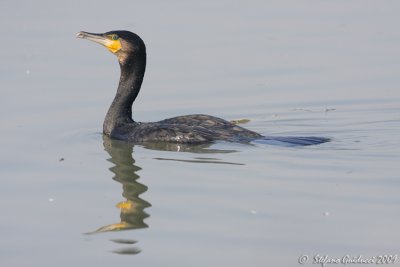 Cormorano (Phalacrocorax carbo)