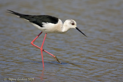 Cavaliere d'Italia ( Himantopus himantopus)