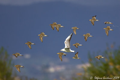 Combattenti (Philomachus pugnax)