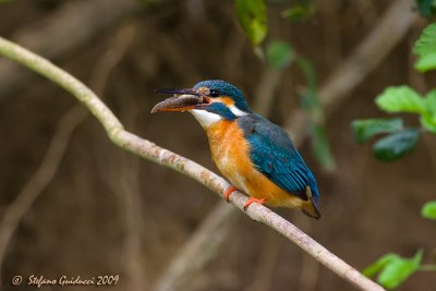 Martin Pescatore femmina con la preda