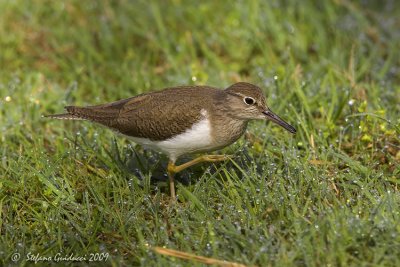 Piro piro piccolo (Actitis hypoleucos)