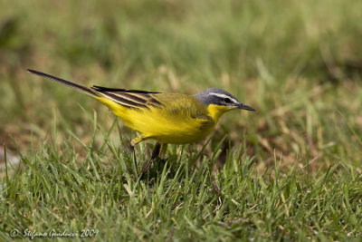 Cutrettola (Motacilla flava ssp. flava)