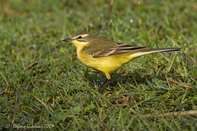 Cutrettola (Motacilla flava ssp. flava)