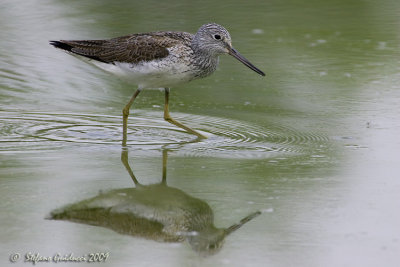 Pantana  (Tringa nebularia)