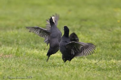 Folaga (Fulica atra)