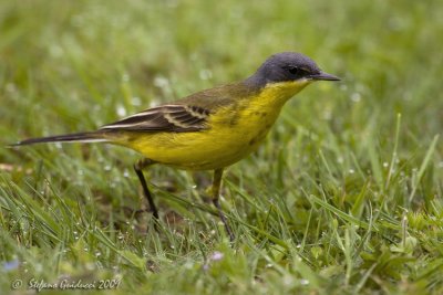 Cutrettola  (Motacilla flava ssp.Thumbergi)