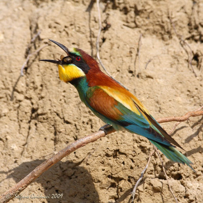 Gruccione (Merops apiaster)