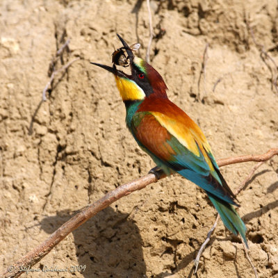 Gruccione (Merops apiaster)