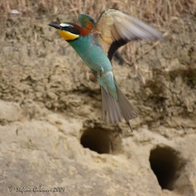 Gruccione (Merops apiaster)