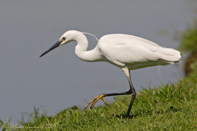 Garzetta (Egretta garzetta)