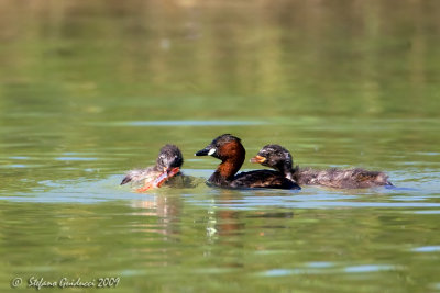 Tuffetto (Tachybaptus ruficollis)