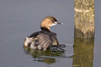 Tuffetto (Tachybaptus ruficollis)