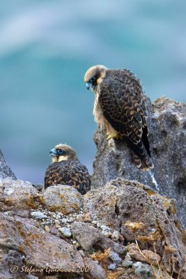 Falco eleonorae  - Giovani prossimi all'involo