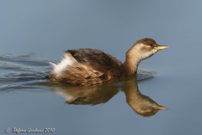 Tuffetto ( Tachybaptus ruficollis )