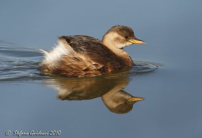 Tuffetto ( Tachybaptus ruficollis )