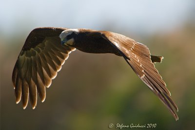 Falco di Palude (Circus aeruginosus)