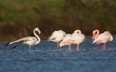 Fenicottero rosa (Phoenicopterus roseus)