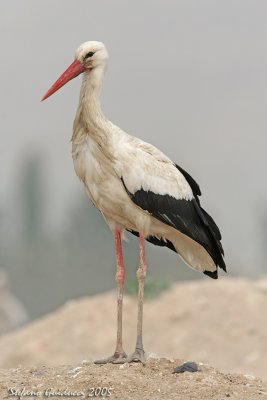 Cicogna (Ciconia ciconia) -White Stork