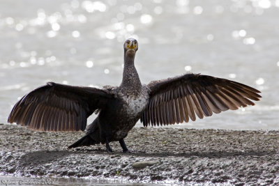 Cormorano