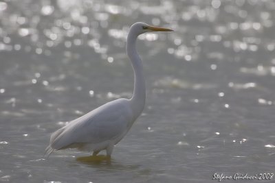 Airone bianco maggiore  (Great egret)
