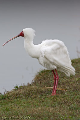 Spatola africana (African Spoonbill)
