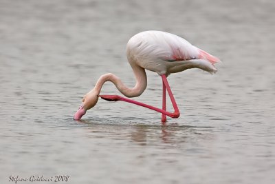 Fenicottero    ( Greater Flamingo )