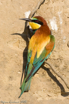 Gruccione ( Bee-eater )