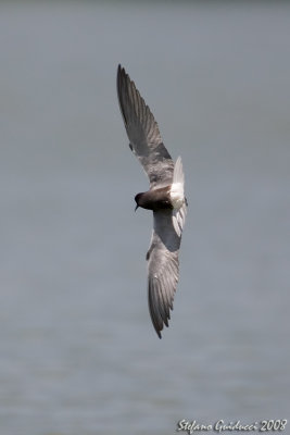 Mignattino (Black tern)